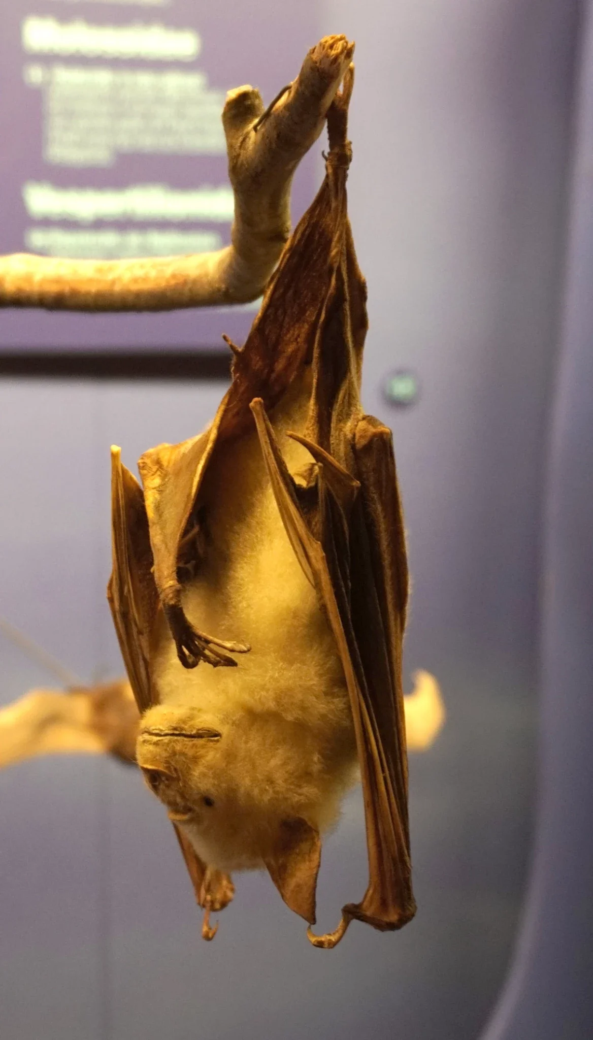 Natural History Museum