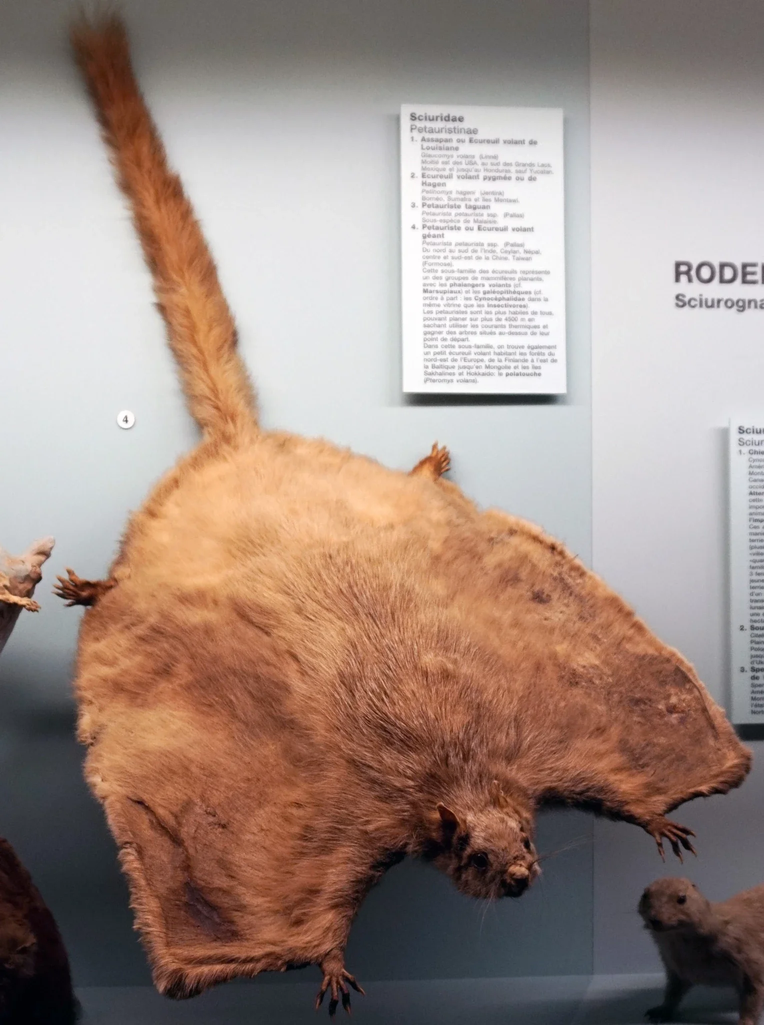 Natural History Museum