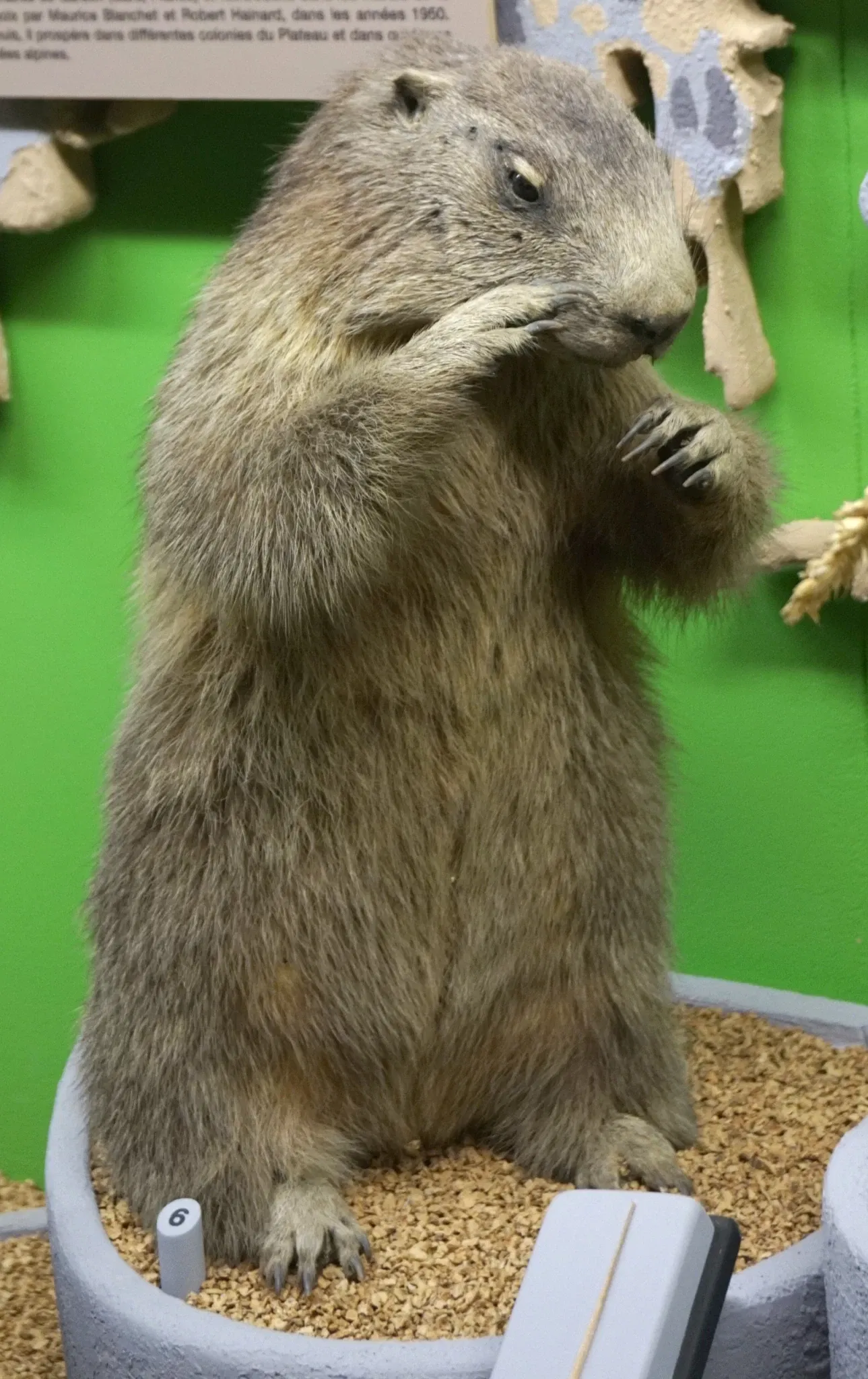 Muséum d'Histoire Naturelle