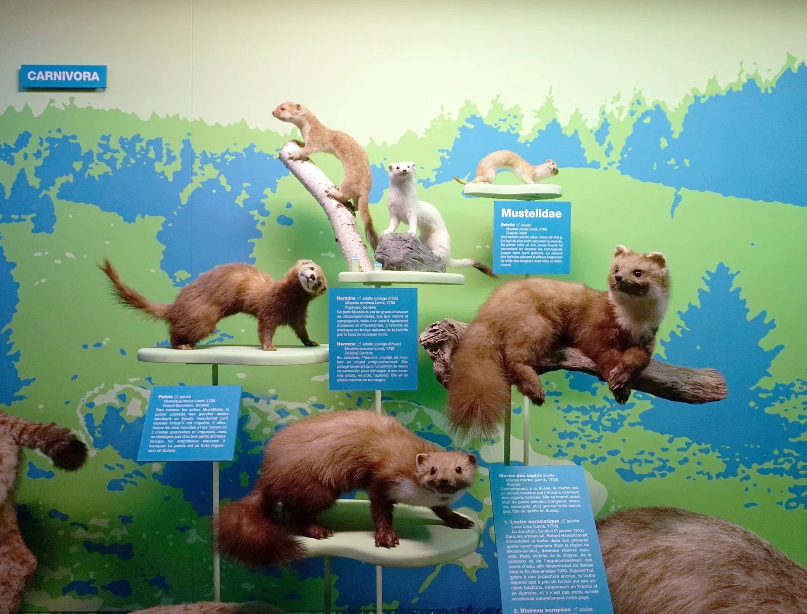 Muséum d'Histoire Naturelle