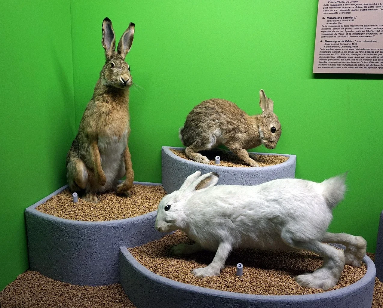 Natural History Museum