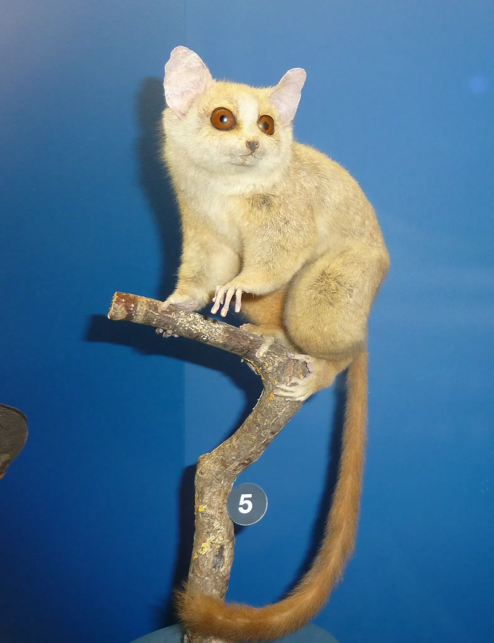 Muséum d'Histoire Naturelle