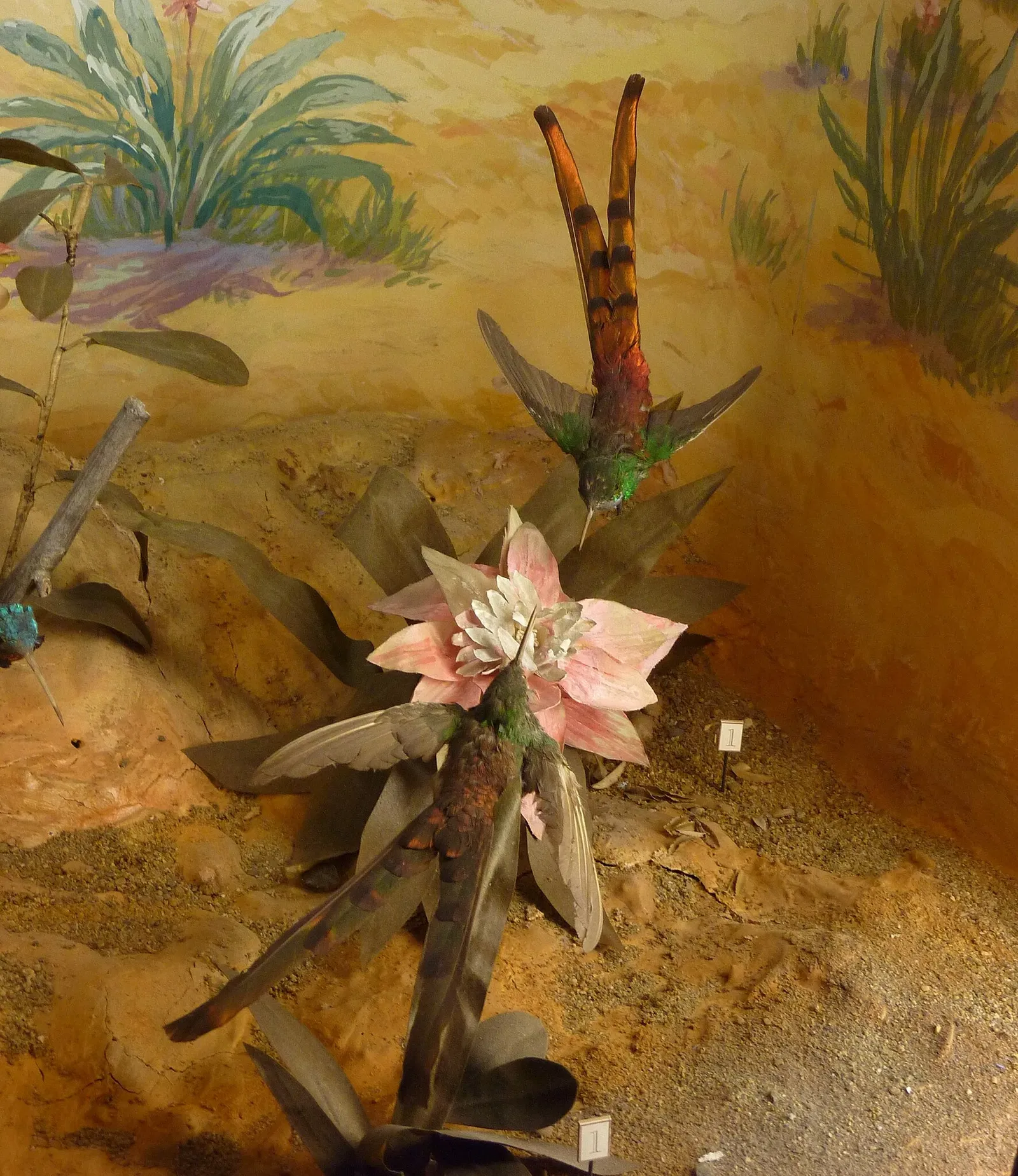 Muséum d'Histoire Naturelle