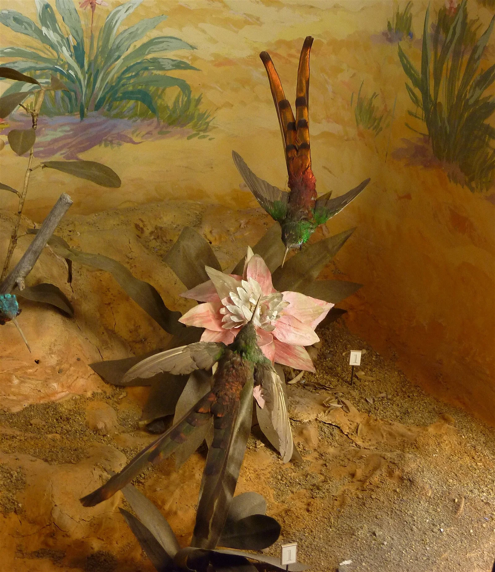 Natural History Museum