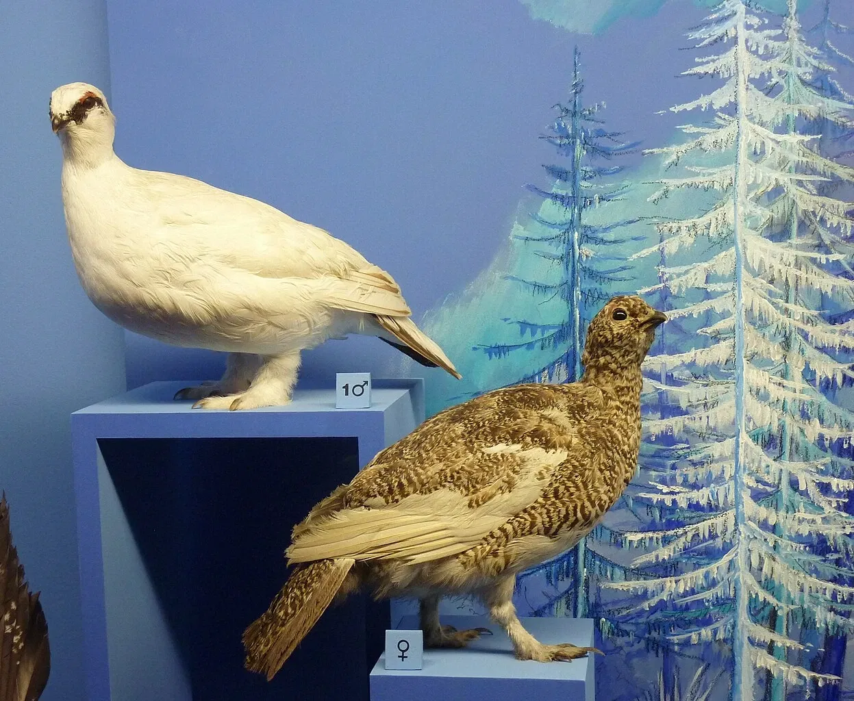 Natural History Museum