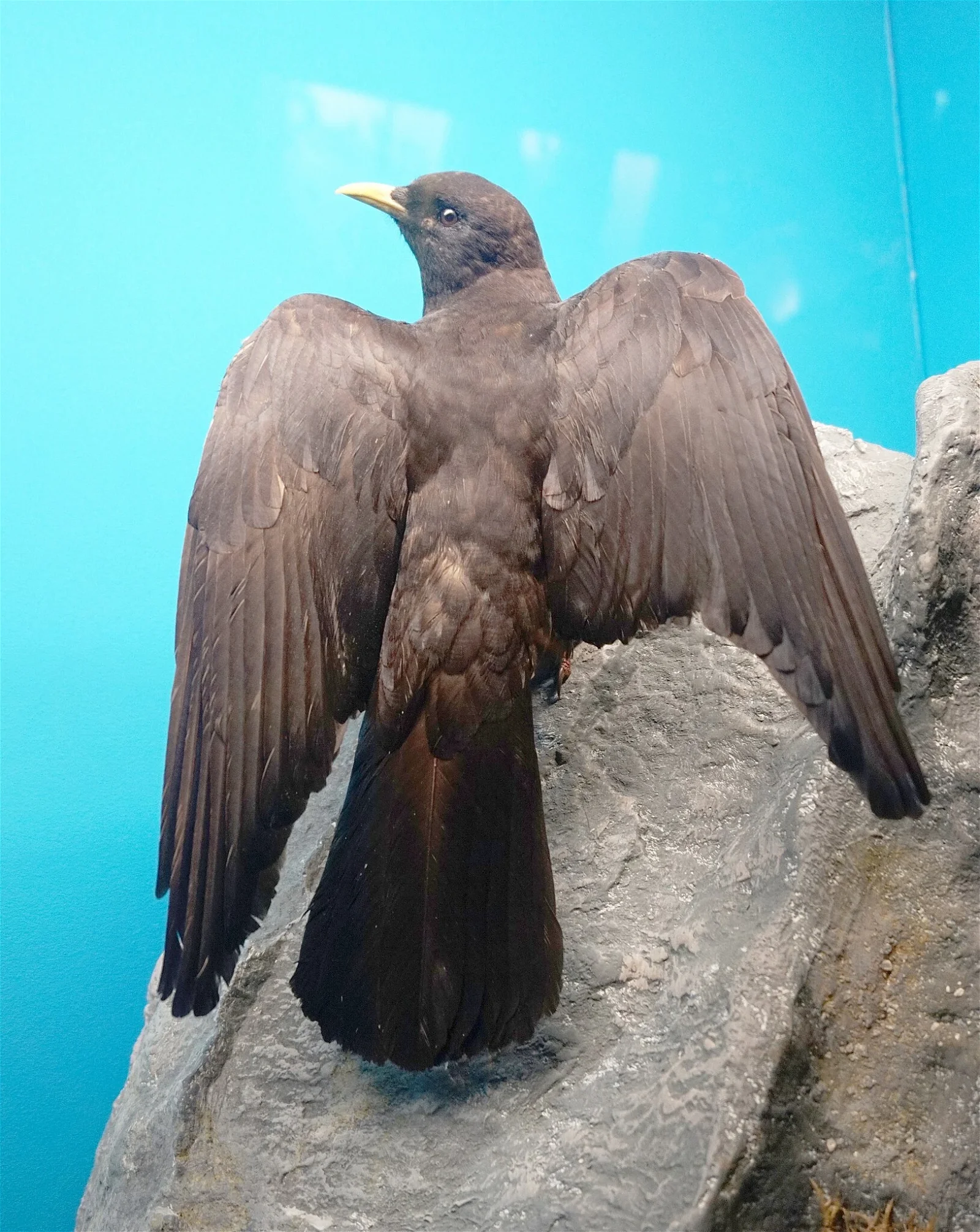 Natural History Museum