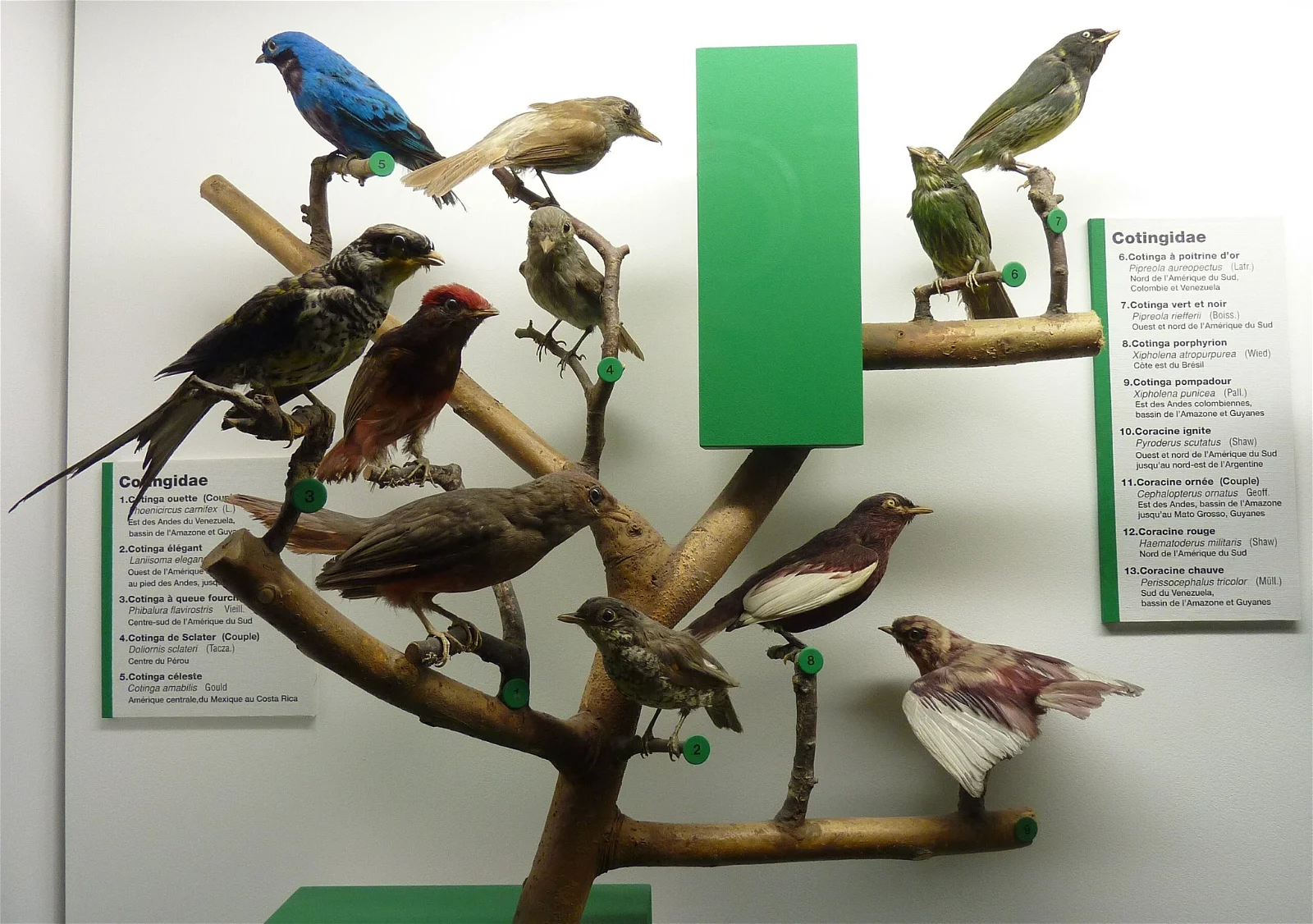 Natural History Museum