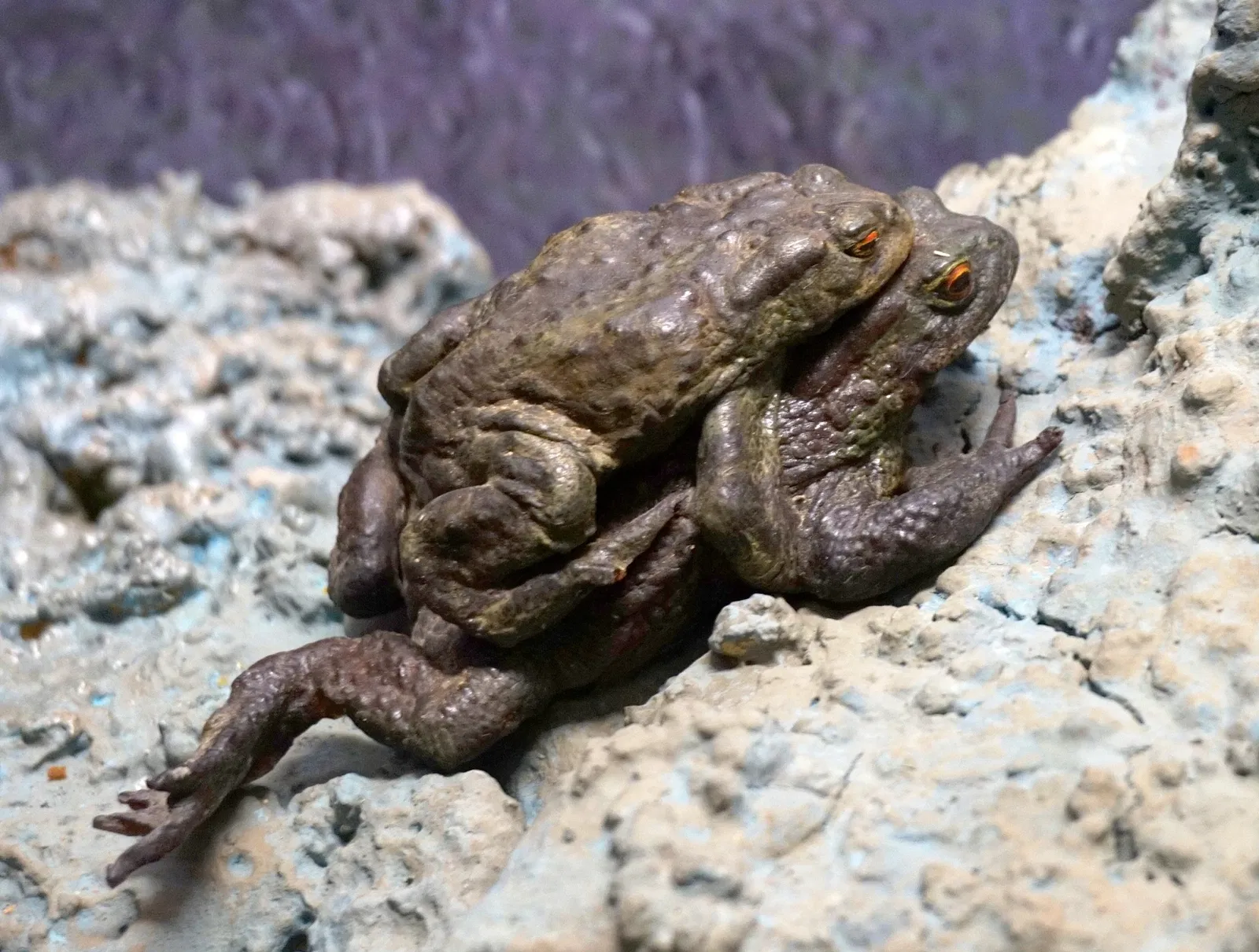 Muséum d'Histoire Naturelle