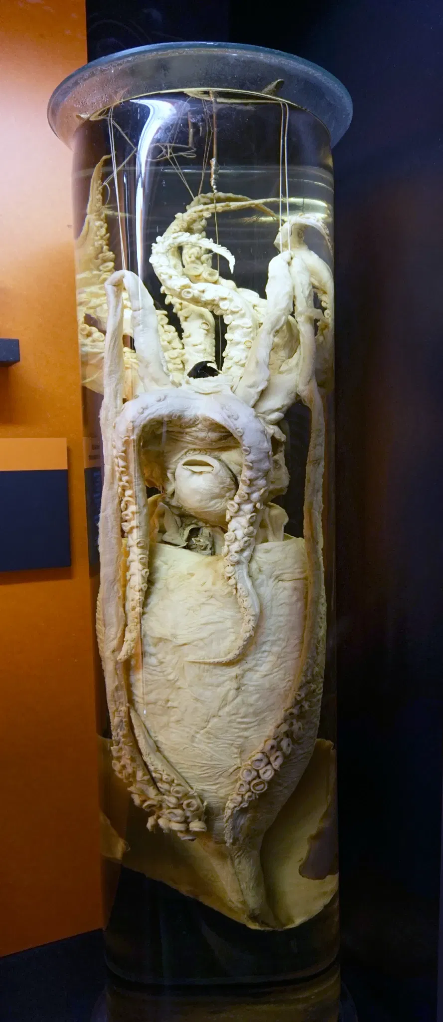 Natural History Museum