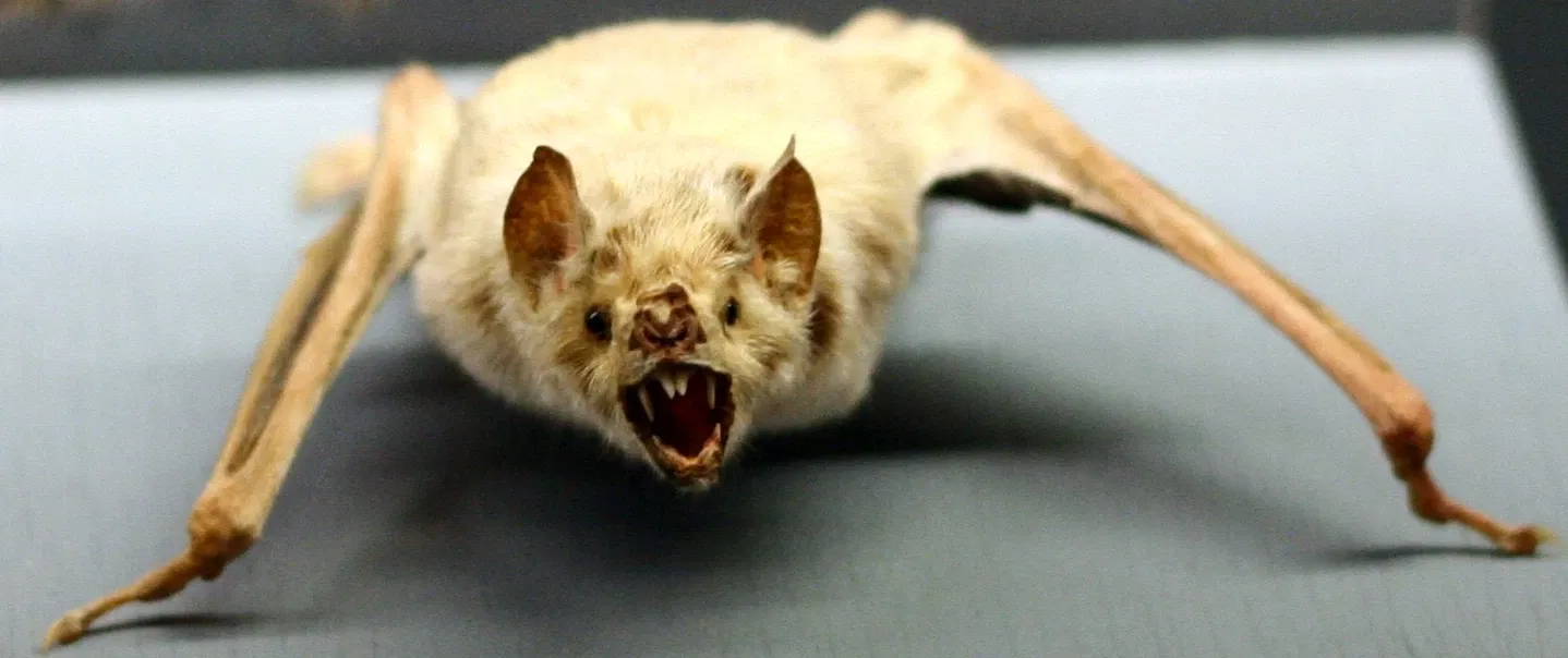 Natural History Museum