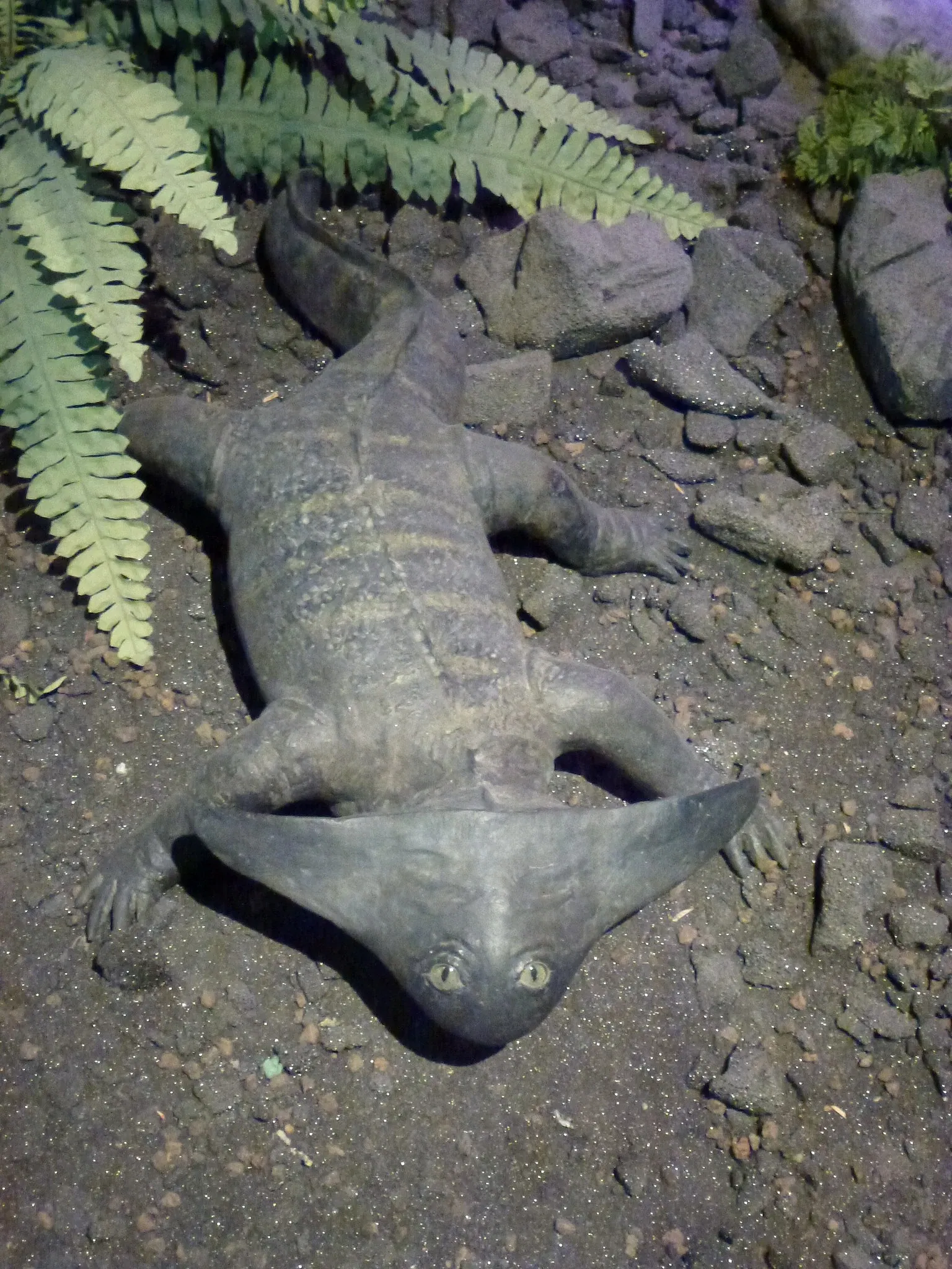 Natural History Museum