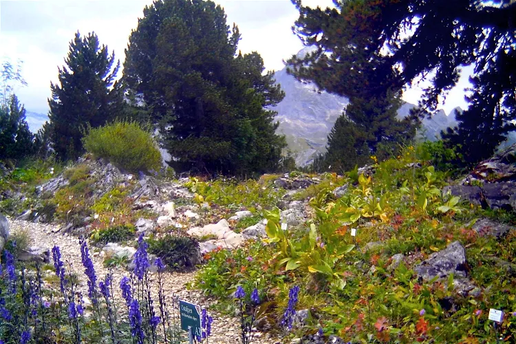 Alpinum