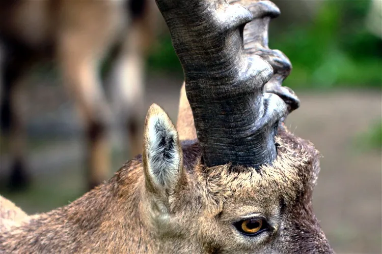 Zoo Hoyerswerda