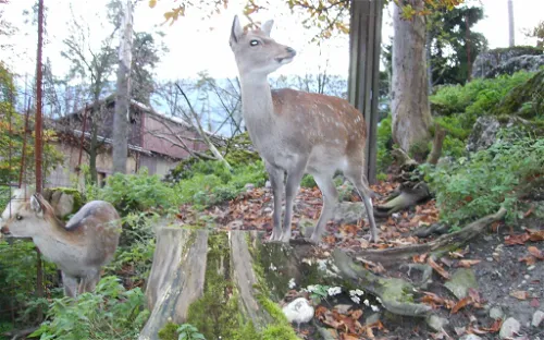 Nature and Animal Park Goldau