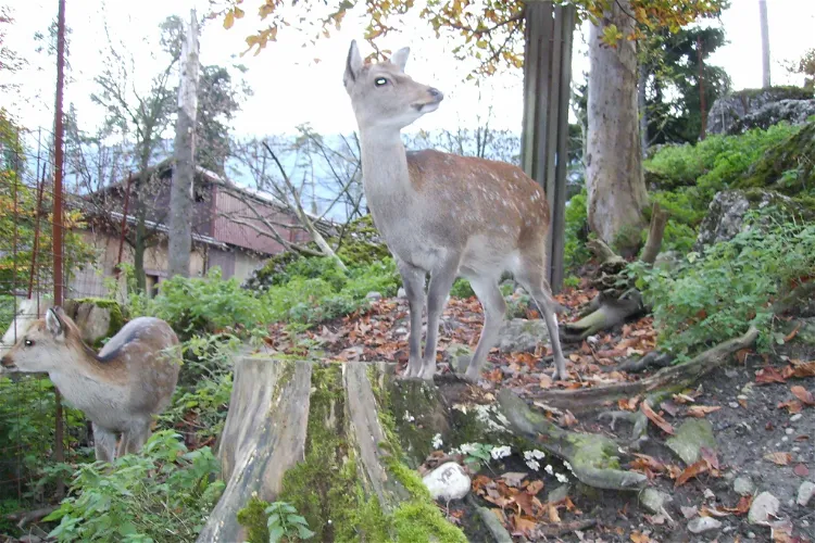 Nature and Animal Park Goldau
