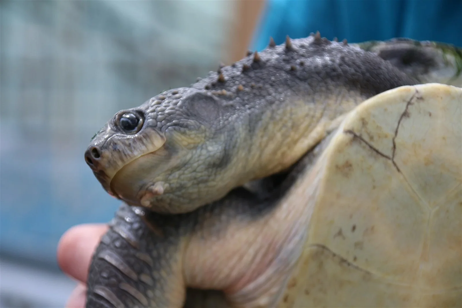 Turtle Island Austria