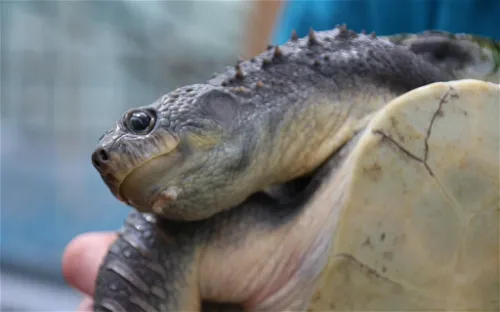 Turtle Island Austria