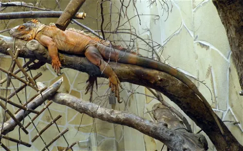 Kleinzoo Wasserstern e.V.