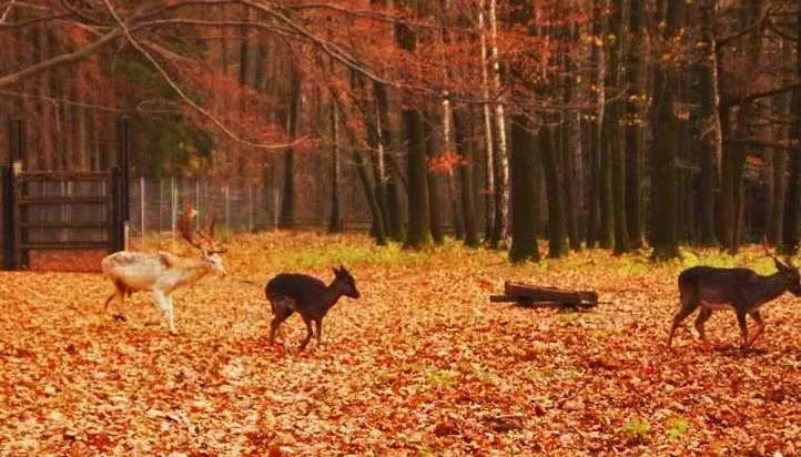 Wildgatter Oberrabenstein