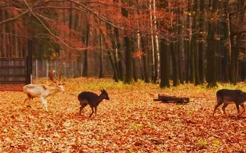 Wildgatter Oberrabenstein