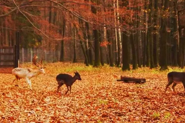 Wildgatter Oberrabenstein