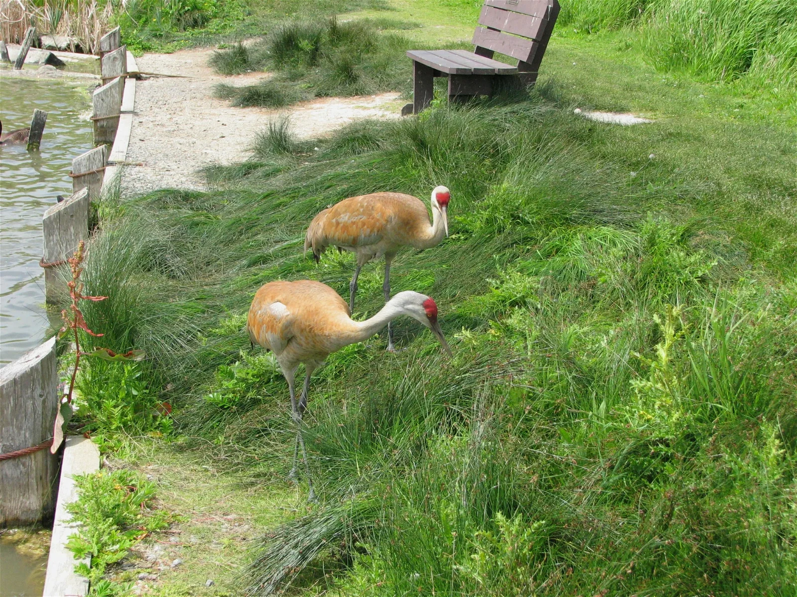 George C. Reifel Migratory Bird Sanctuary