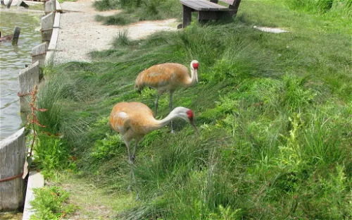 George C. Reifel Migratory Bird Sanctuary