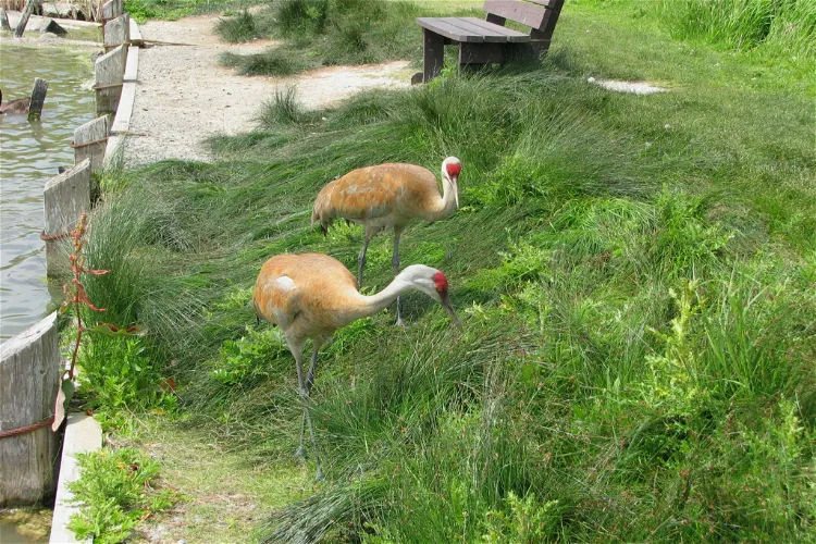 George C. Reifel Migratory Bird Sanctuary