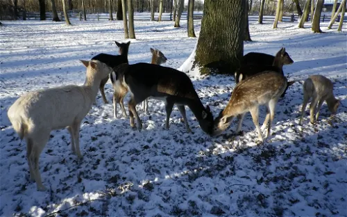 Wild Park at the lake
