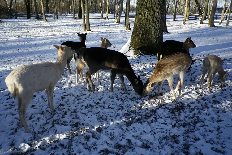 Wild Park at the lake