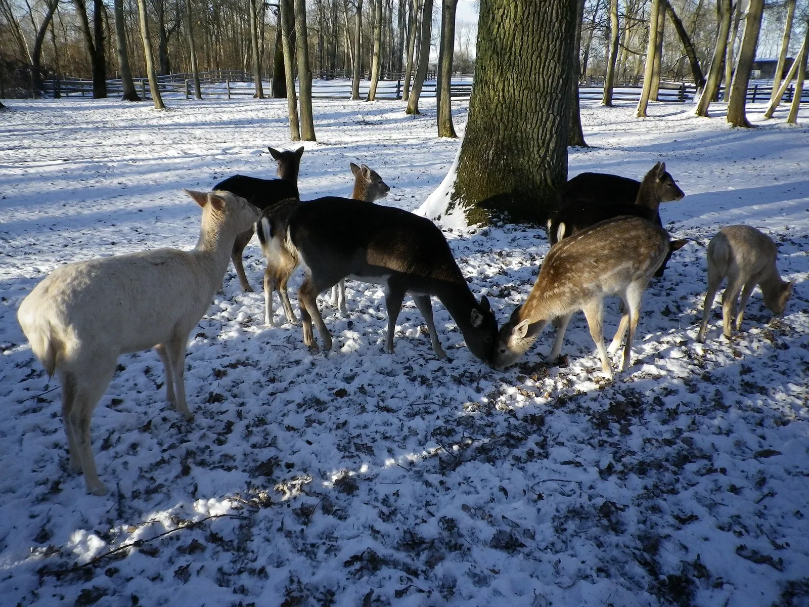 Wildpark am Baggersee