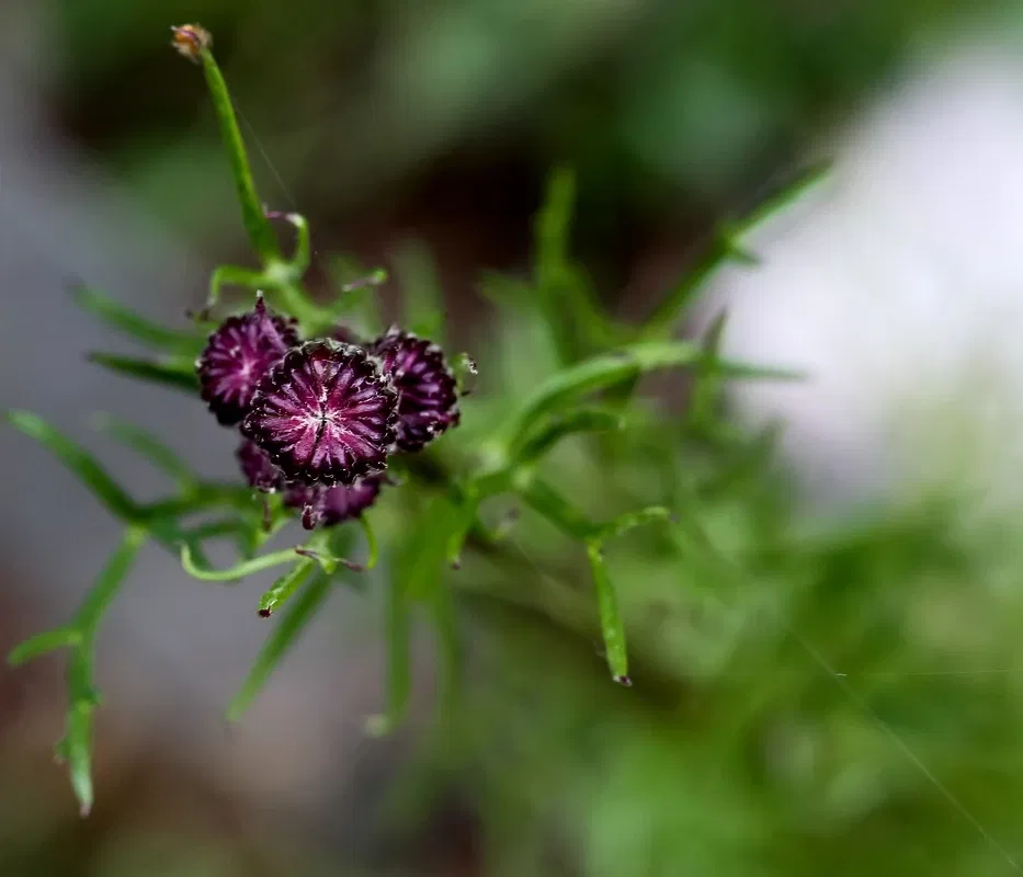 Alpengarten Villacher Alpe