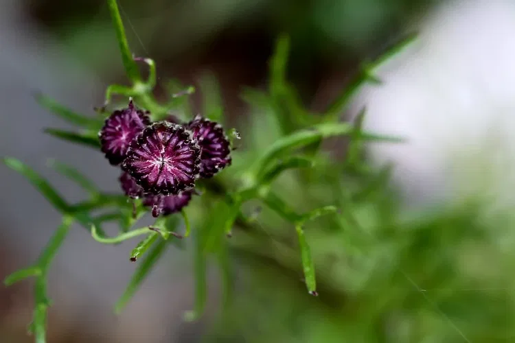 Alpengarten Villacher Alpe