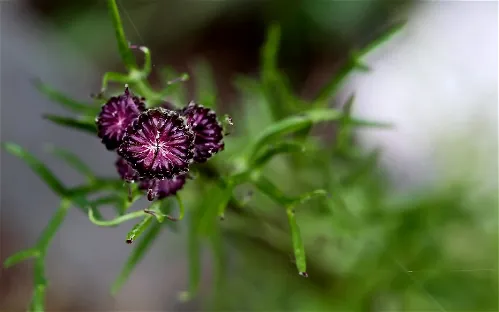 Alpengarten Villacher Alpe