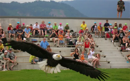 Adlerarena Burg Landskron