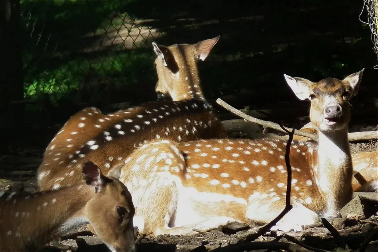 Wildpark Pforzheim