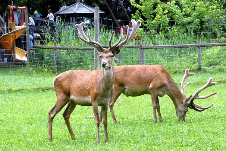 Tierpark Rosegg