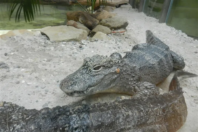 Zoologischer Garten der Landeshauptstadt Saarbrücken