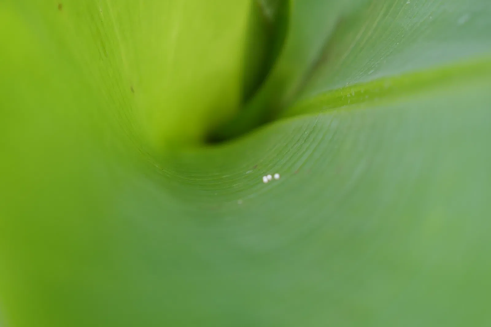 Butterflyhouse Hofburg Palace