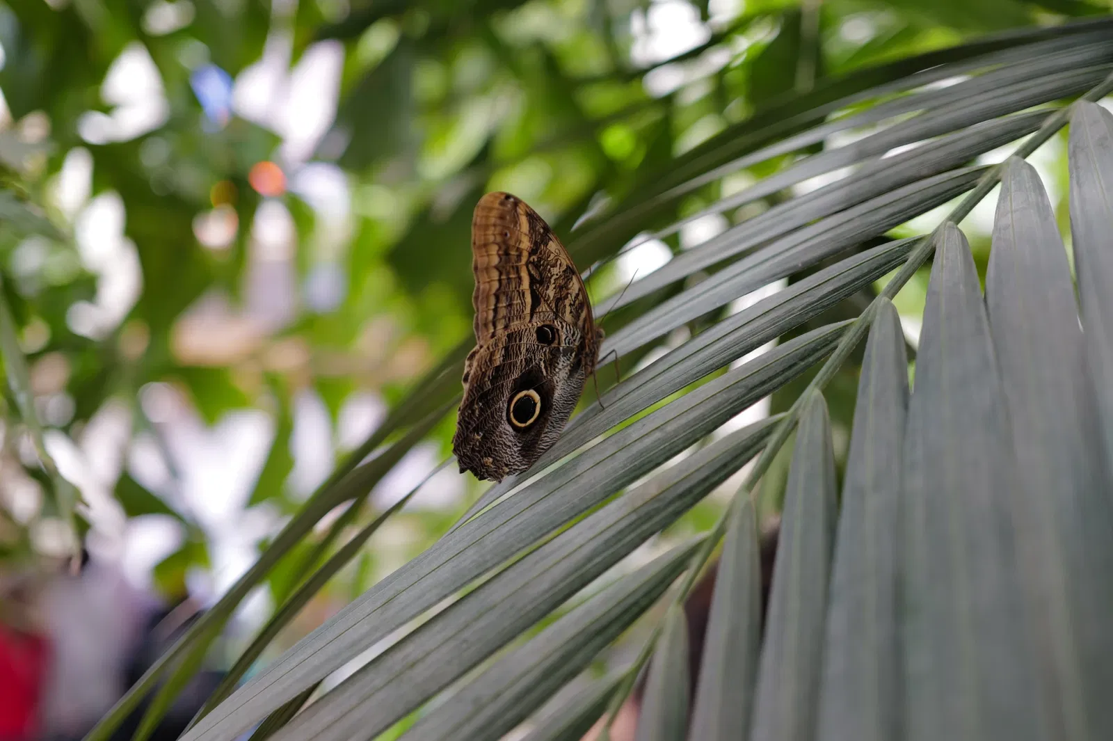 Butterflyhouse Hofburg Palace