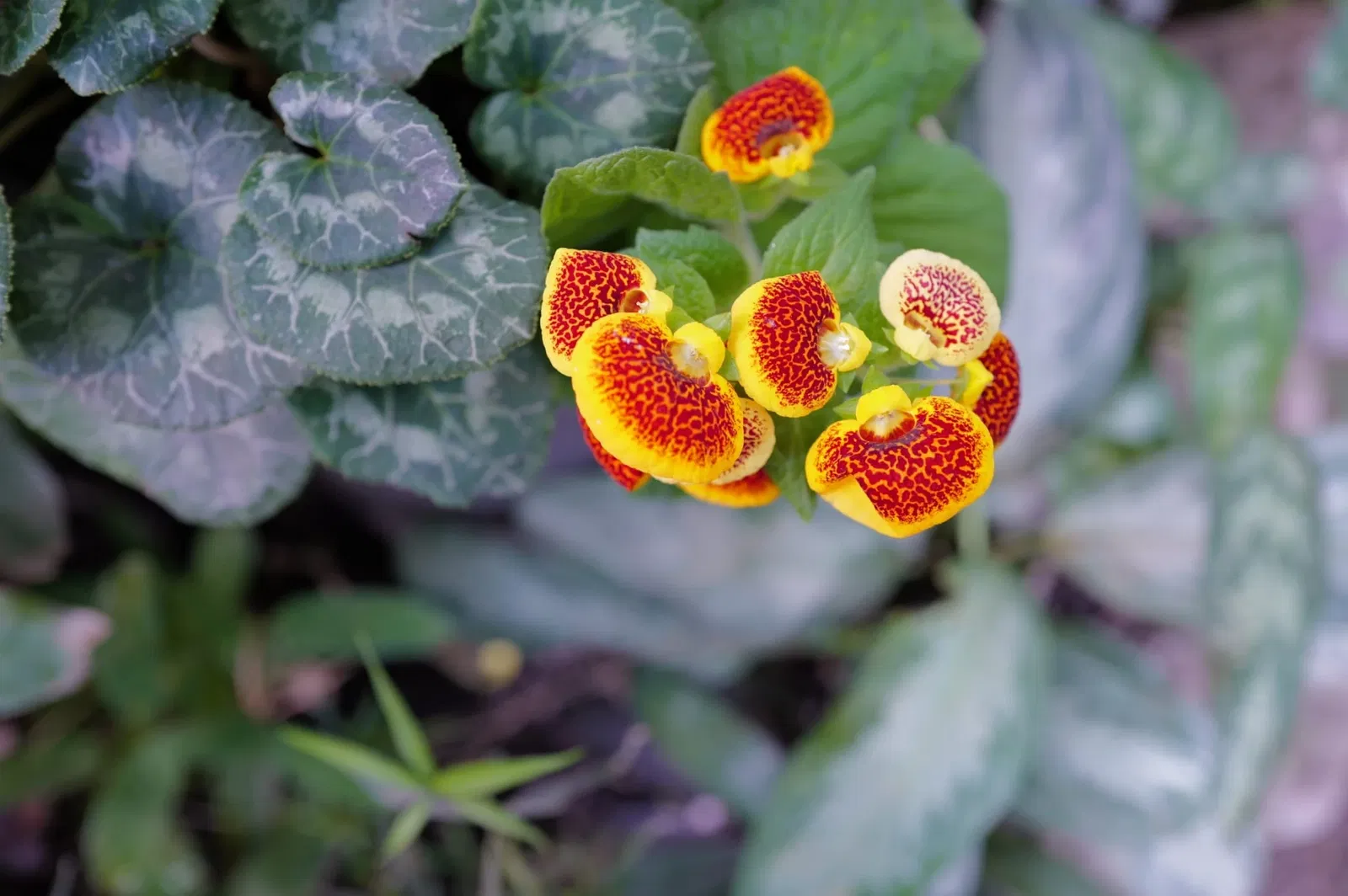 Butterflyhouse Hofburg Palace