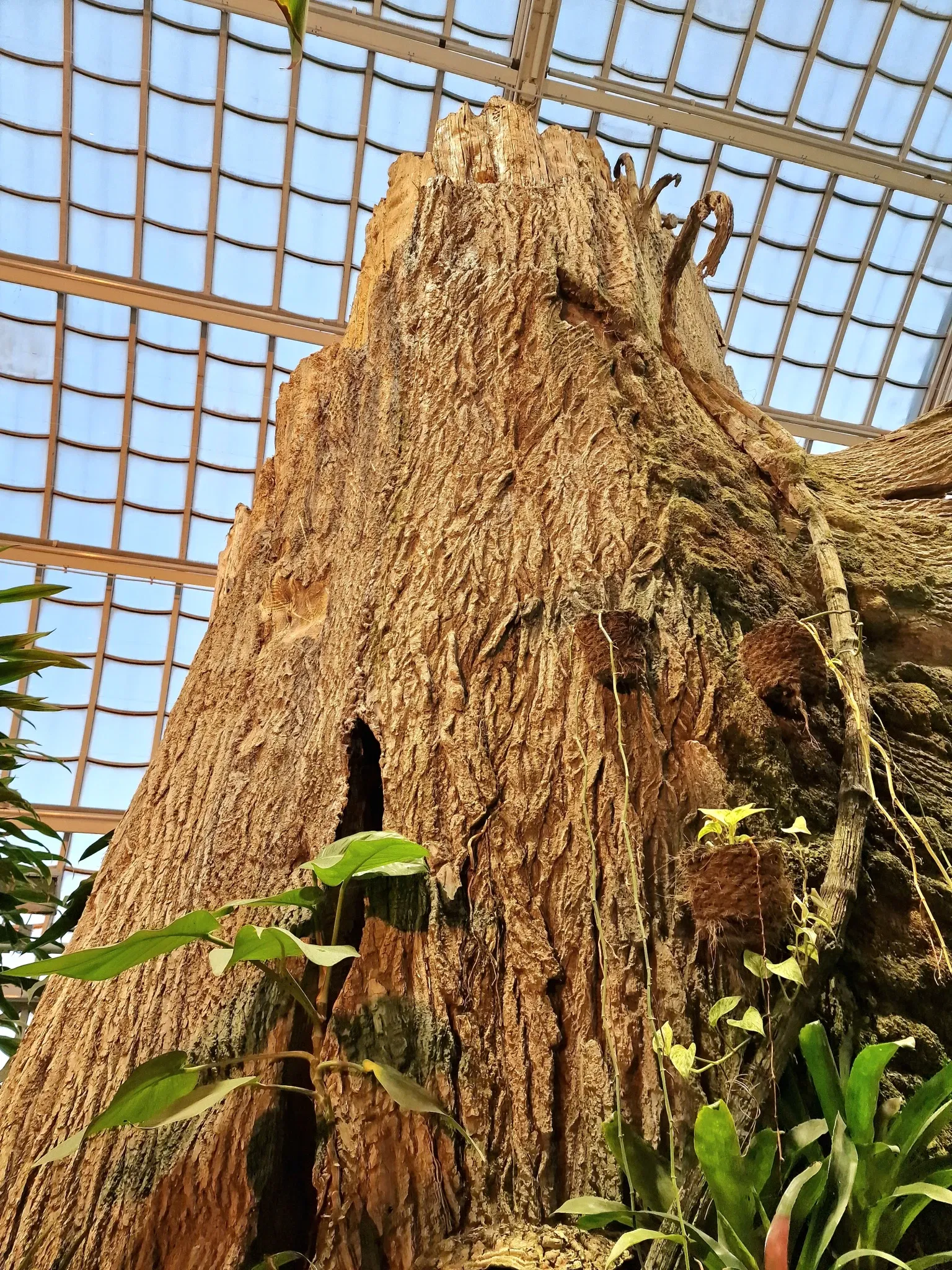 Butterflyhouse Hofburg Palace