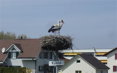 Stork Station Möhlin