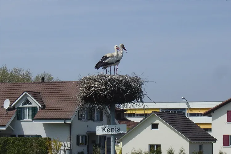 Stork Station Möhlin