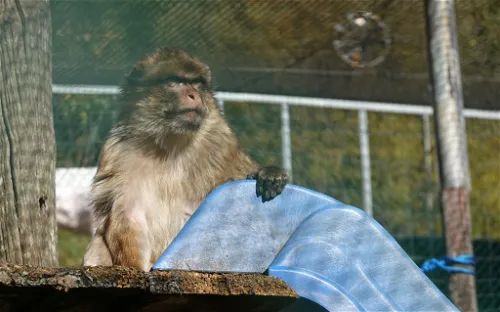 Streichelzoo Bichlbach