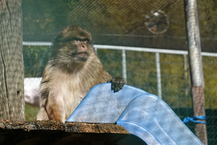 Streichelzoo Bichlbach