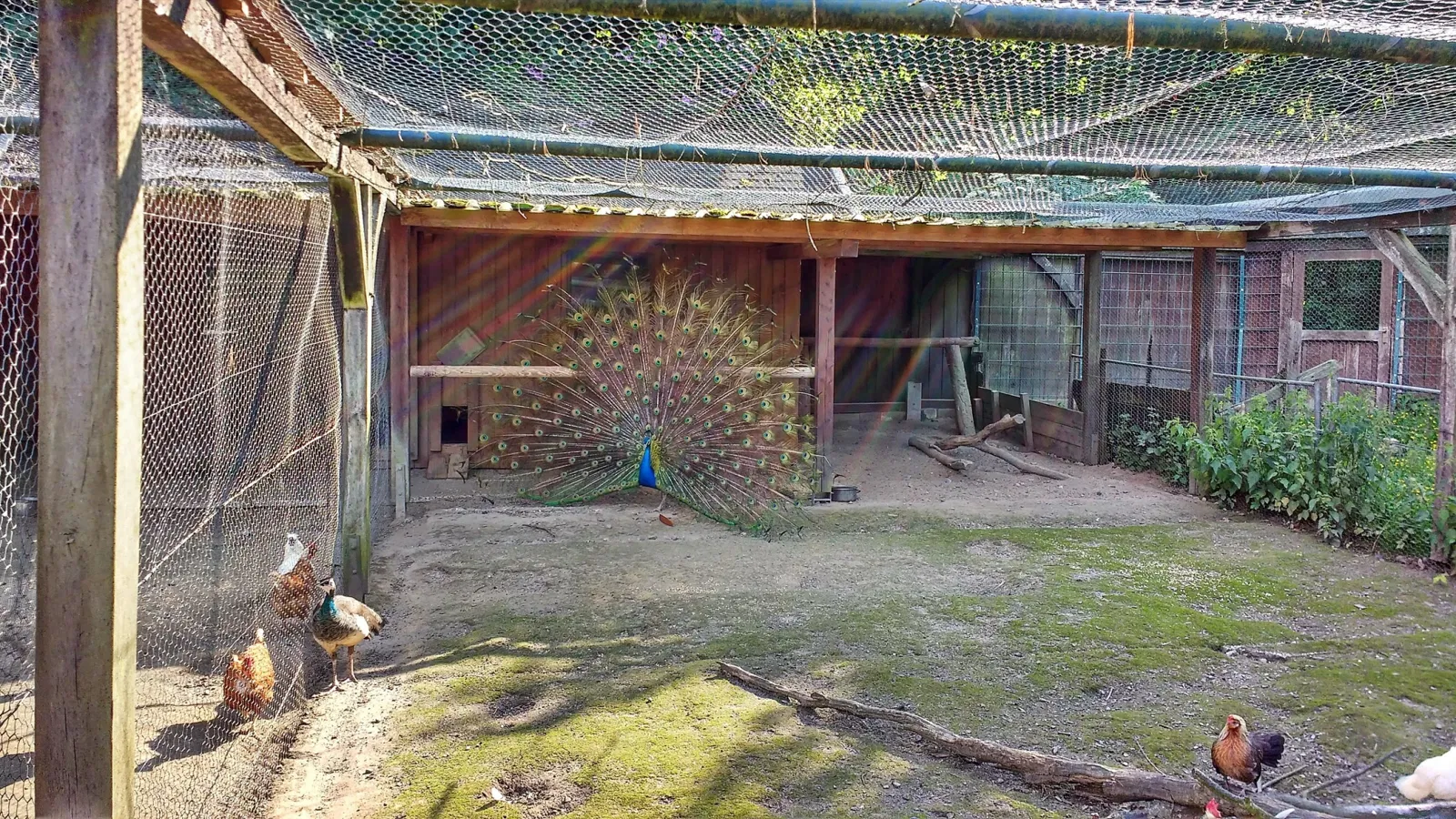 Tierpark Streichelzoo Wildgehege Hohe Wand