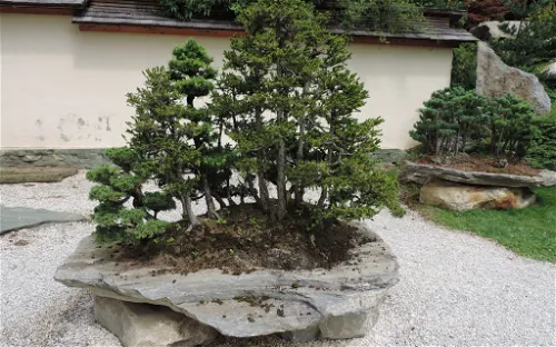 Bonsai Museum
