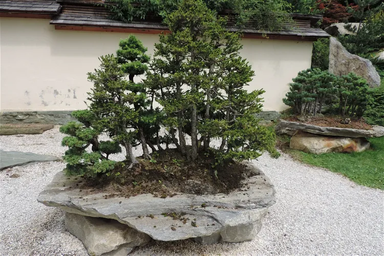 Bonsaimuseum