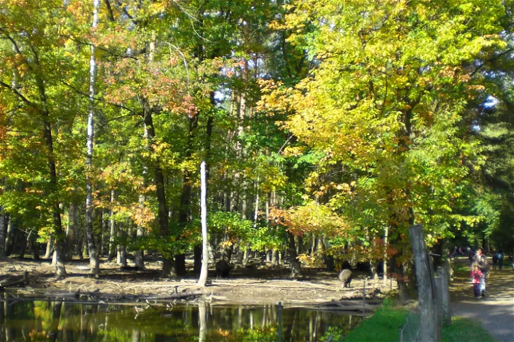 Wildpark Alte Fasanerie